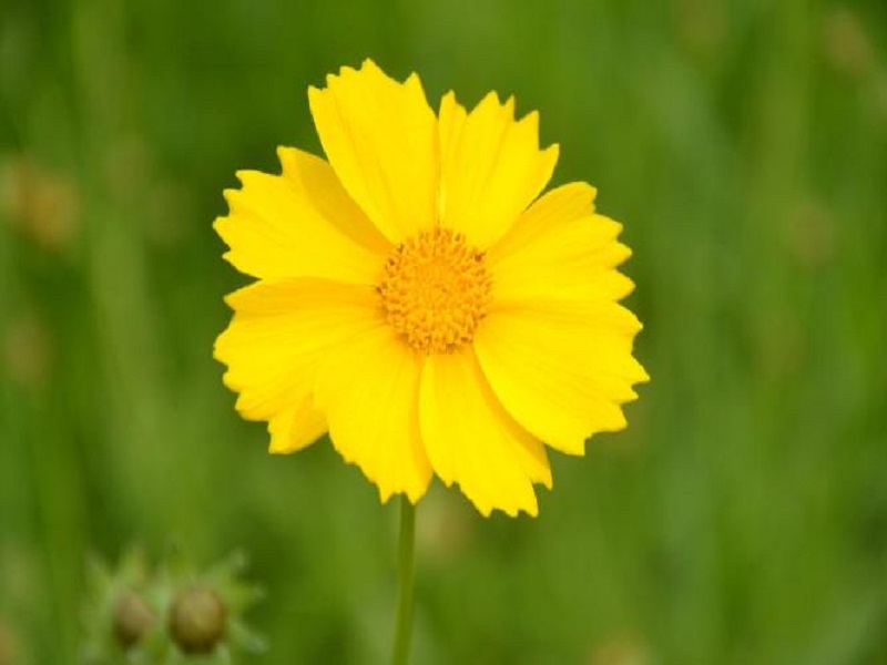 黃金菊.jpg 黃金菊.jpg