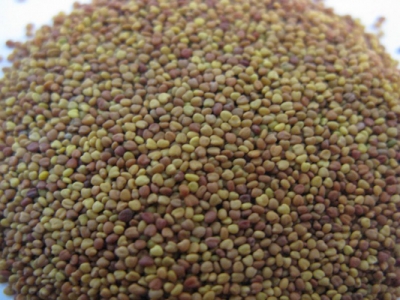 白三葉種子怎么種？