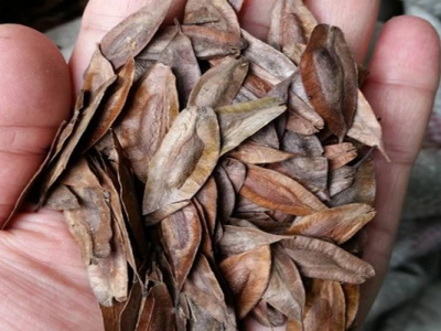 杜仲種子怎么催芽？