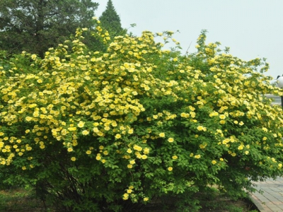 黃刺玫種子怎么種？