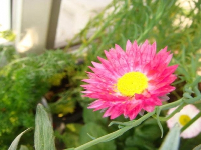 永生菊花語是什么？