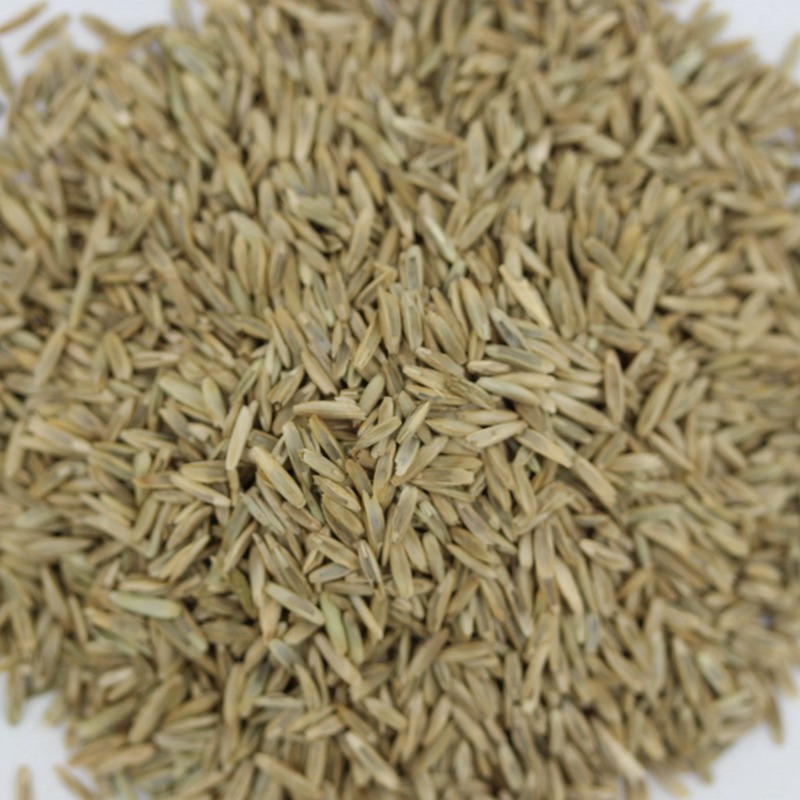 黑麥草.jpg 黑麥草.jpg