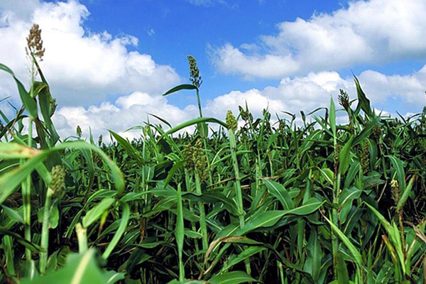 1640587086134228.jpg 甜高梁2.jpg