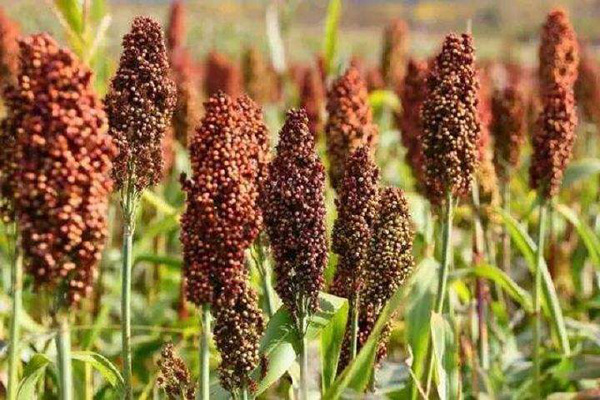 1640587094856187.jpeg 甜高梁1.jpeg