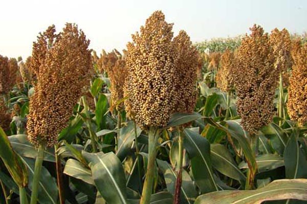 1640587102583544.jpeg 甜高梁3.jpeg