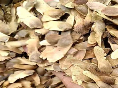 楓樹種子在哪買？