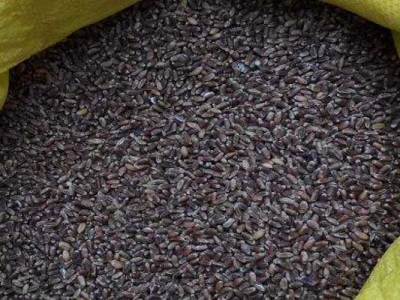 哪里可以買到黑小麥種子？