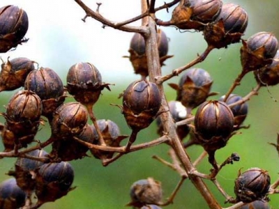 紫薇種子能發(fā)芽嗎？