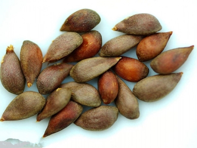 蘋果種子能發(fā)芽嗎？