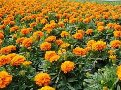 孔雀草種子能種出來嗎？