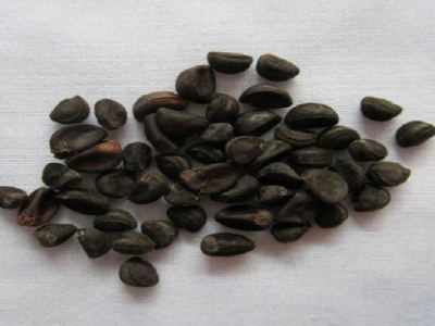 牽?；ǚN子夏季能種嗎？