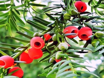 北方紅豆杉種子三月能種嗎？