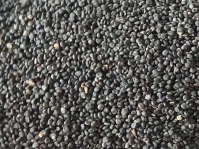 黃芩種子每畝地多少斤