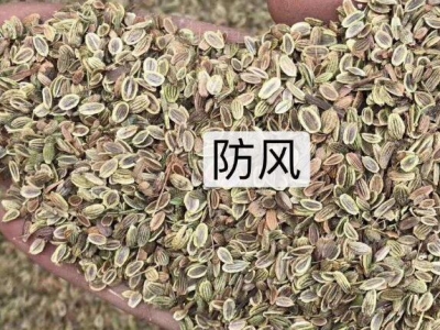 防風(fēng)種子多少錢一斤