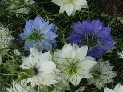 波斯寶石花冬天開花嗎？