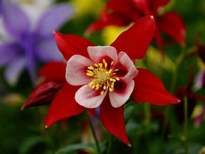 大花耬斗菜當(dāng)年種開花嗎？