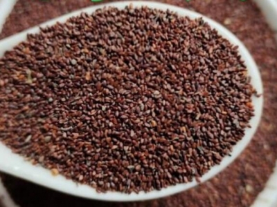 黨參種子多久發(fā)芽