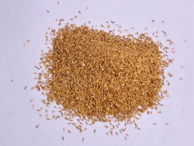 高羊茅種子多久發(fā)芽