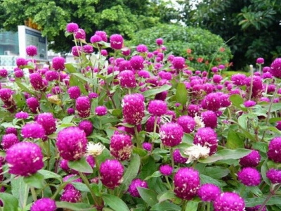 南方七月份可以播千日紅種子嗎？