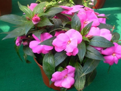 鳳仙花種子七月份可以種嗎？