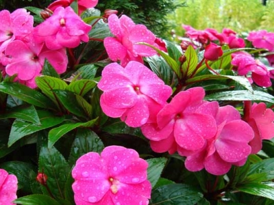 鳳仙花種子七月可以種嗎？