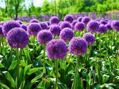 大花蔥種子多長(zhǎng)時(shí)間開花？