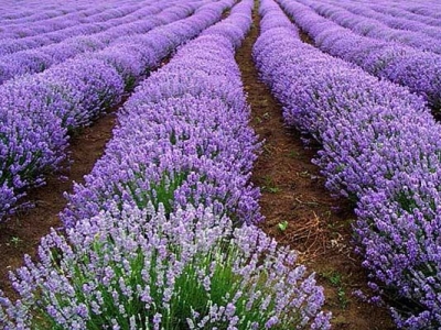 薰衣草種子到開(kāi)花需要多久？