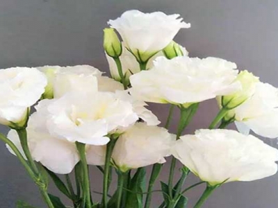 洋桔梗種子從發(fā)芽到開花得多長時(shí)間？