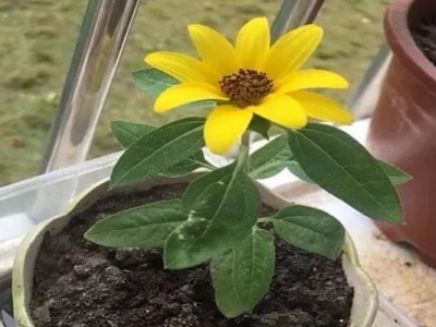 矮向日葵種子種多久開花？