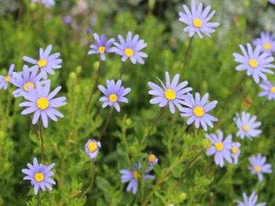 雛菊種子多久開(kāi)花？