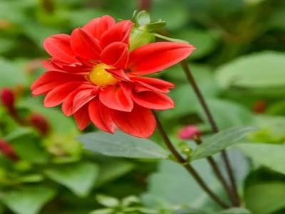 小麗花種子多久開(kāi)花？