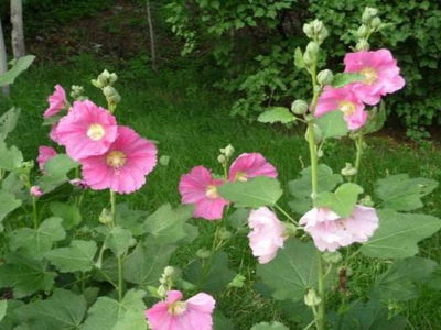 蜀葵種子播種多久開(kāi)花？