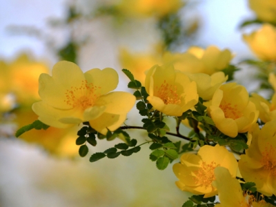 黃刺玫種子什么時間種？