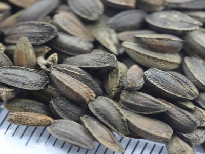 非洲菊種子播種時間是幾月？