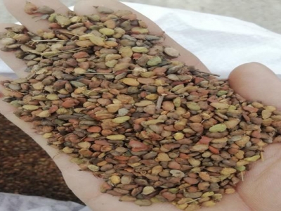 黃櫨種子什么時(shí)間采摘？