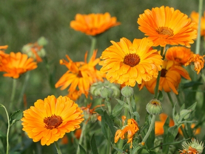 金盞菊種子種植時(shí)間是什么時(shí)候？