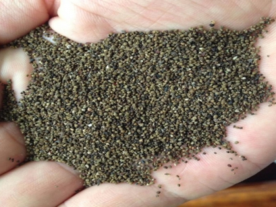 半枝蓮種子種植的時(shí)間在幾月？