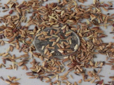 翠菊種子種植時間是幾月？