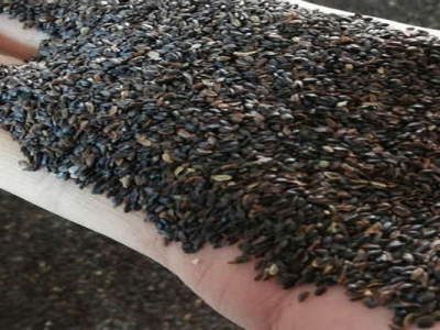 桔梗種子播種時(shí)間是幾月？