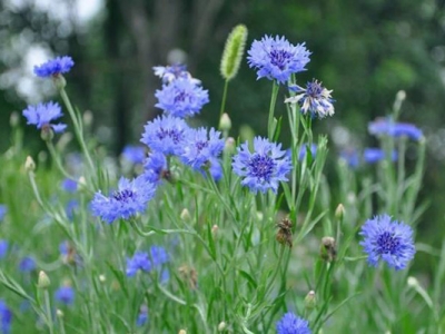 矢車菊種子的種植時(shí)間是在什么時(shí)候？