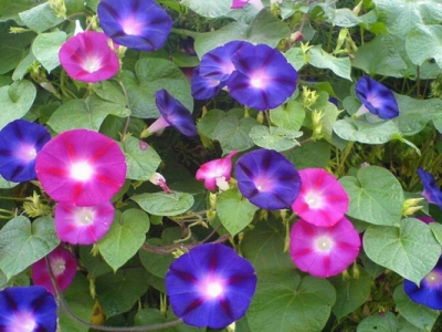 矮牽牛種子播種時(shí)間是幾月？