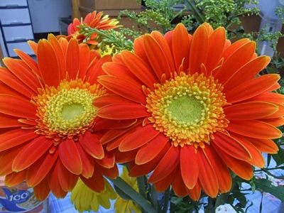 非洲菊種子的種植時間是幾月？