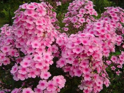 福祿考種子的種植時間在幾月？