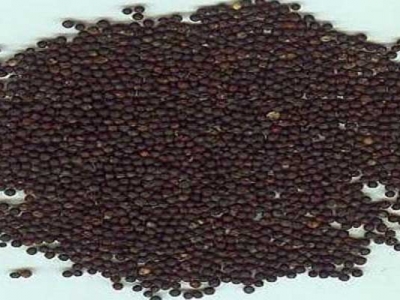 油菜種子播種時(shí)間是幾月？