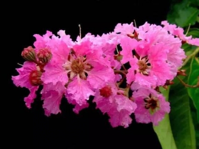 百日紅有幾種顏色,都是什么色?