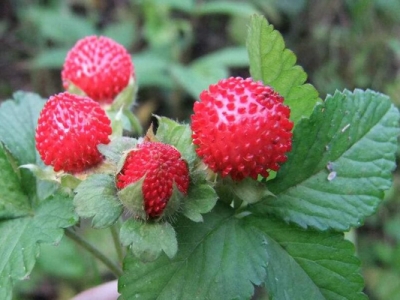 蛇莓種子價(jià)格是多少錢一斤？