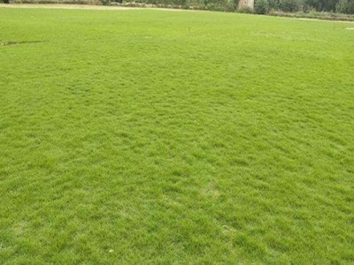 天鵝絨草皮的繁殖方式是什么？