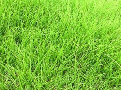 狗牙根草坪跟天鵝絨草坪的區(qū)別是什么？