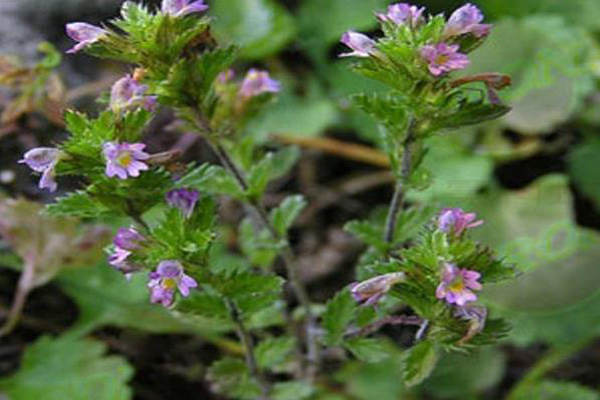 1660620187754276.jpg 小米草3.jpg