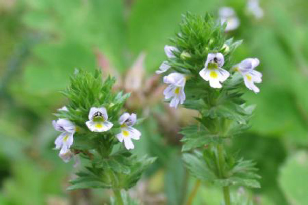 1660620194940946.jpeg 小米草1.jpeg